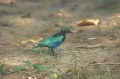 Lesser Blue-Eared Glossy Starling